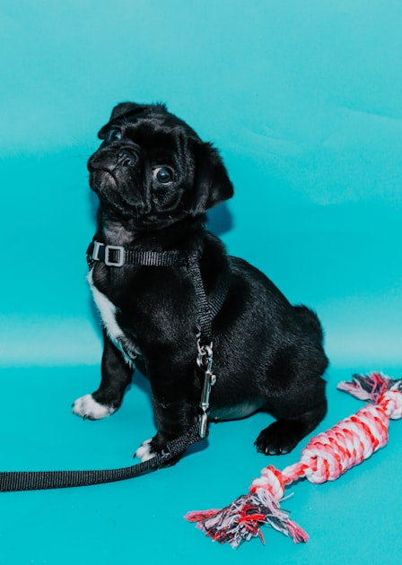 Grooming Services for Every Dog Breed