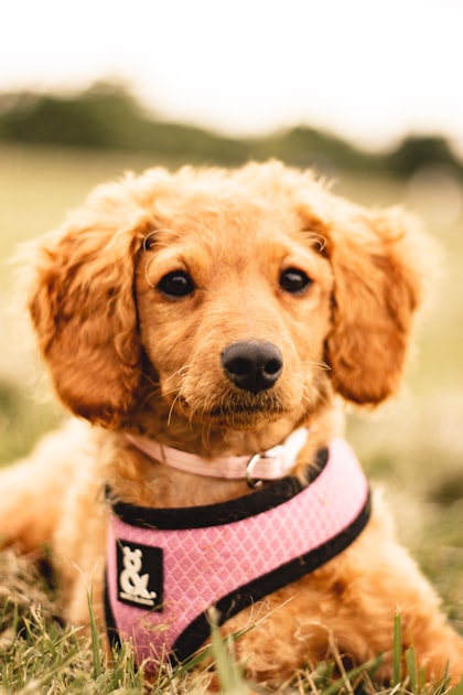 Top Dog Training Tips for Busy Owners